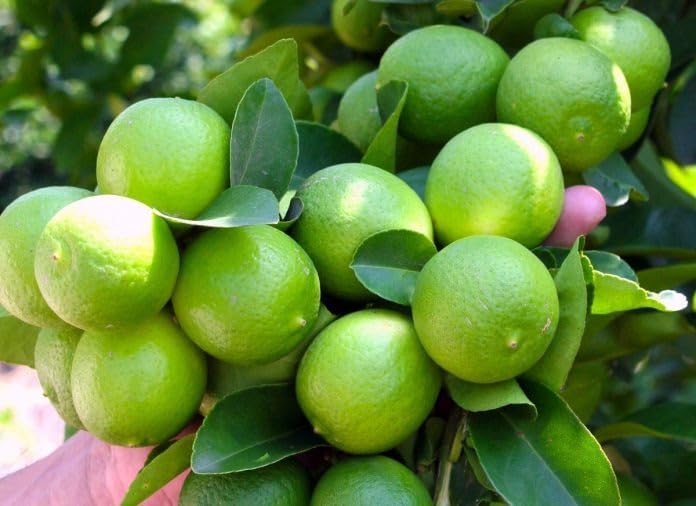 Thai Lemon (Guti Kolom/Air Layered)Live Plant