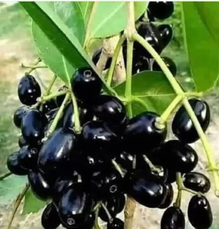 Jamun (Wax Apple Hybrid) Plant/Black Jamun Plant