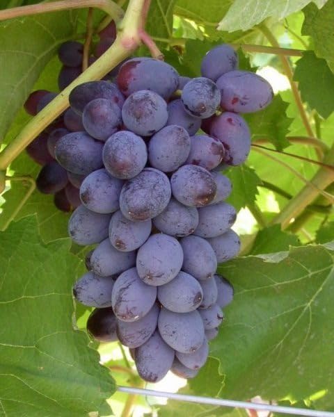 PlantExotic Sweet Jubilee Grape Plant