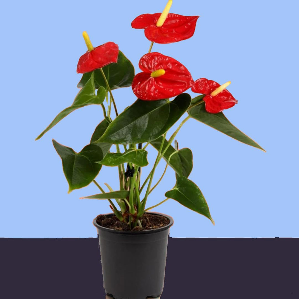 PlantExotic Anthurium Live Plant, Multicolur Flowering Indoor Plant, Baby Plant with Blooms in 2-3 month  with pot, | Indoor Plants For Home | Office Desk | Live Plants Indoor | Air Purifying Plant |