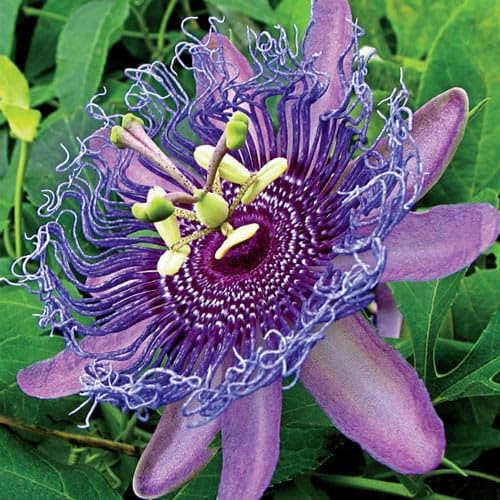 Purple Passion Fruit Vine