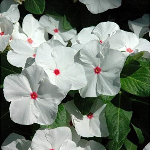 PlantExotic White Red Vinca Live plant Seedless Flower Plants|All Season Periwinkle growing Best for Home, Office & Garden.