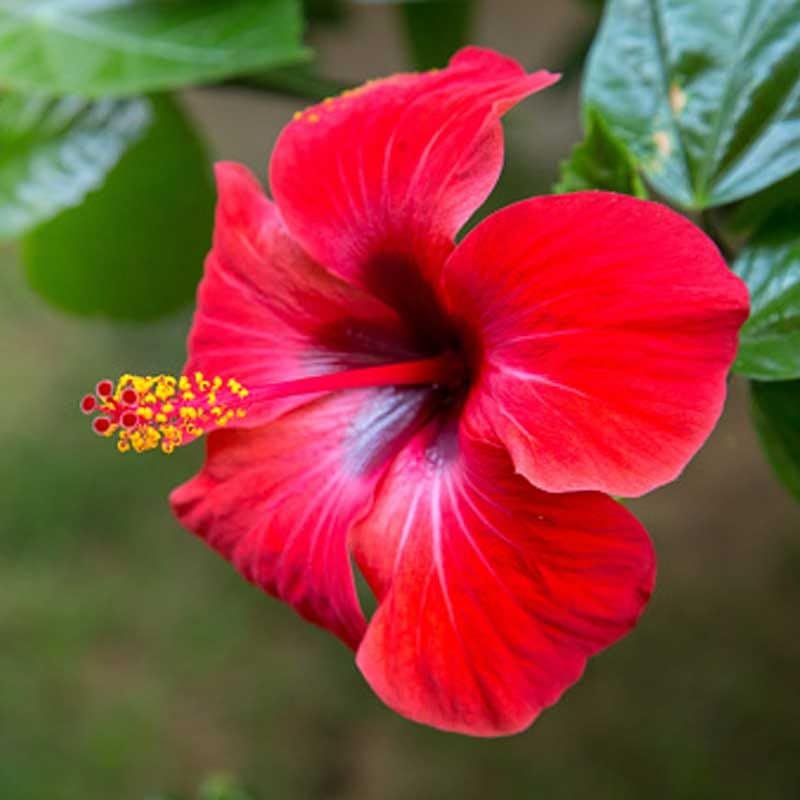 Hibiscus Red Single Petal