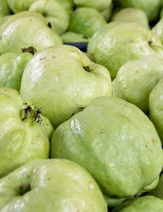 Japanese White Diamond Guava Plant