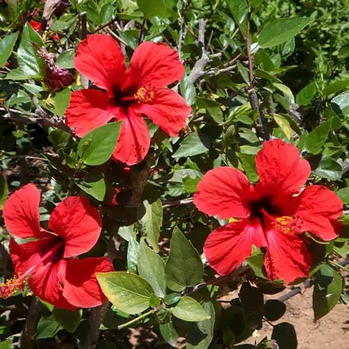Hibiscus Red Single Petal