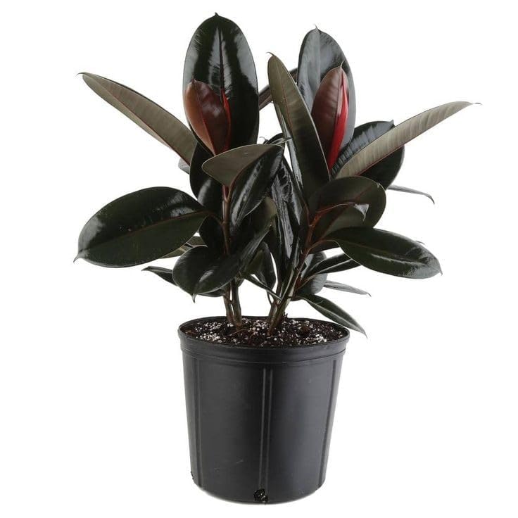 Areca Palm + Rubber Plant Combo (Pack of 2)