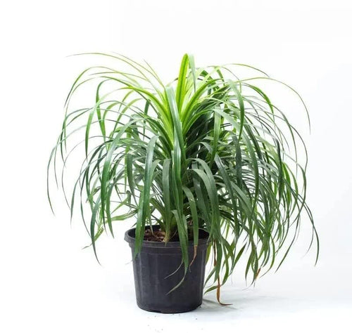 Dracaena Draco Indoor Plant