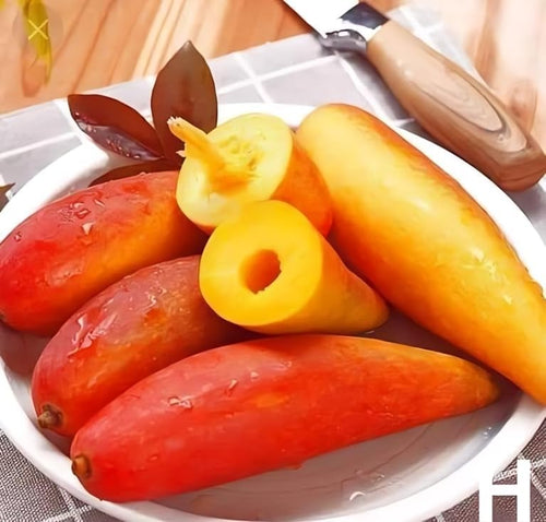 Chili Mango (Lajiao Red) Grafted Plant