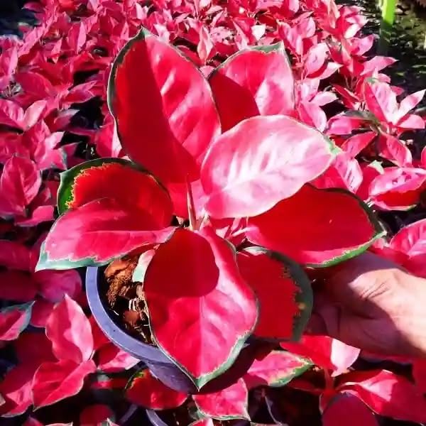 Aglaonema Eastern Red Live Indoor Plant | Decorative Air Purifying Foliage Plant