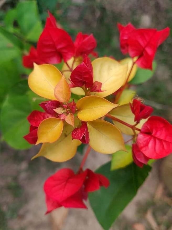 PlantExotic Red Bougainvillea Flowering Live Plant | Colorful Hardy Ornamental Shrub | Balcony, Fence & Outdoor Garden Plant