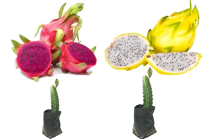 Dragon Fruit Combo (Pink + Yellow) Pack of 2