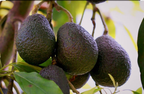 Black Hass Avocado Grafted Plant