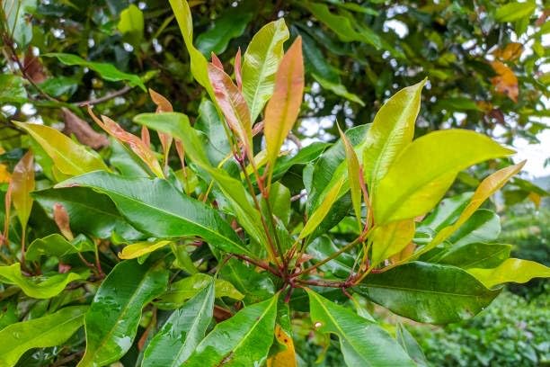 Clove (Laung) Plant