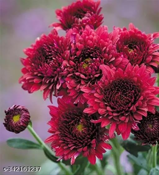 Snowball Chrysanthemum Red (Hybrid)