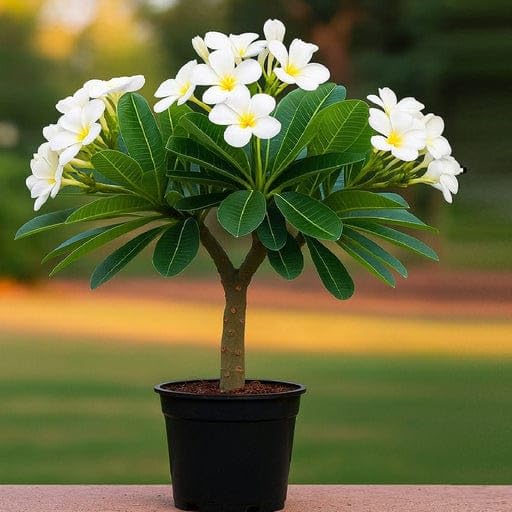 PlantExotic White Plumeria (Champa) Live Plant