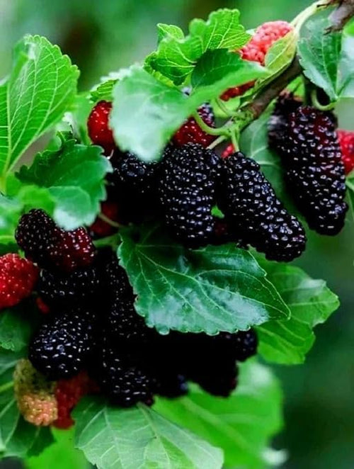 Black Mulberry (Shahtoot) Fruit Plant