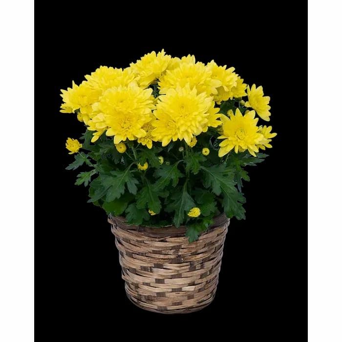 PlantExotic Snowball Chrysanthemum Yellow Live Plant