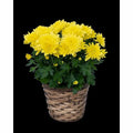PlantExotic Snowball Chrysanthemum Yellow Live Plant
