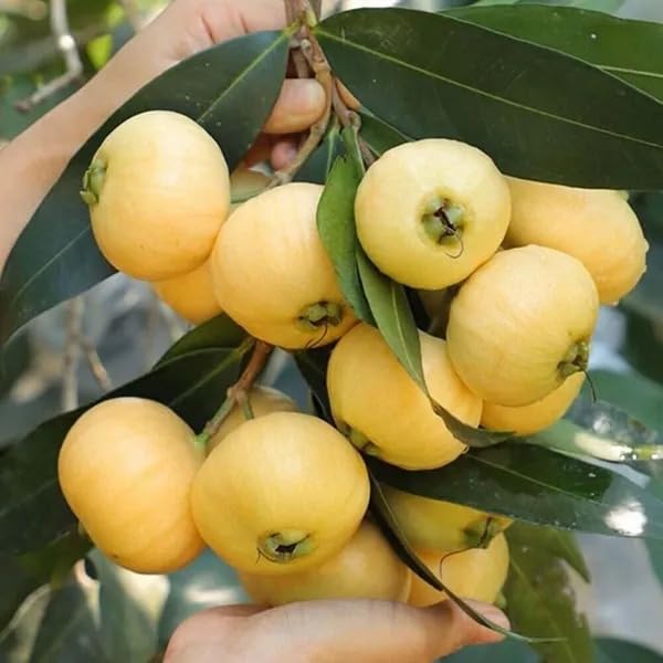 Rose Apple (Gulab Jamun) Plant
