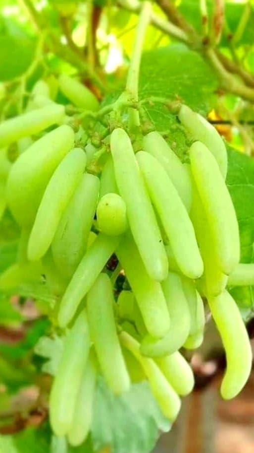 PlantExotic Sweet Seedless Green Grape Vine (Sweet Angoor)Live Plant.