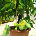 Sadabahar Mango Baramasi Grafted Live Mango Plant