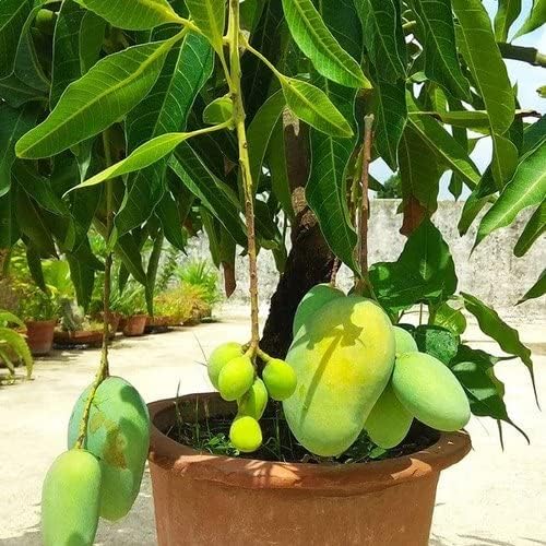 Sadabahar Mango Baramasi Grafted Live Mango Plant