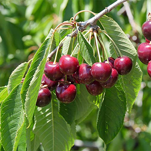 Sweet Cherry (Sylvia) Grafted Fruit Plant