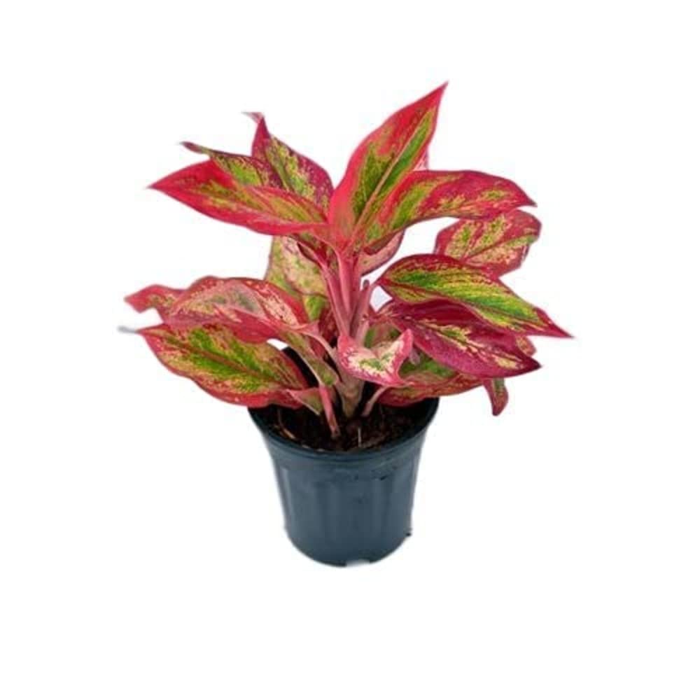 Aglaonema Auspicious Red Live Indoor Plant | Decorative Air Purifying Foliage