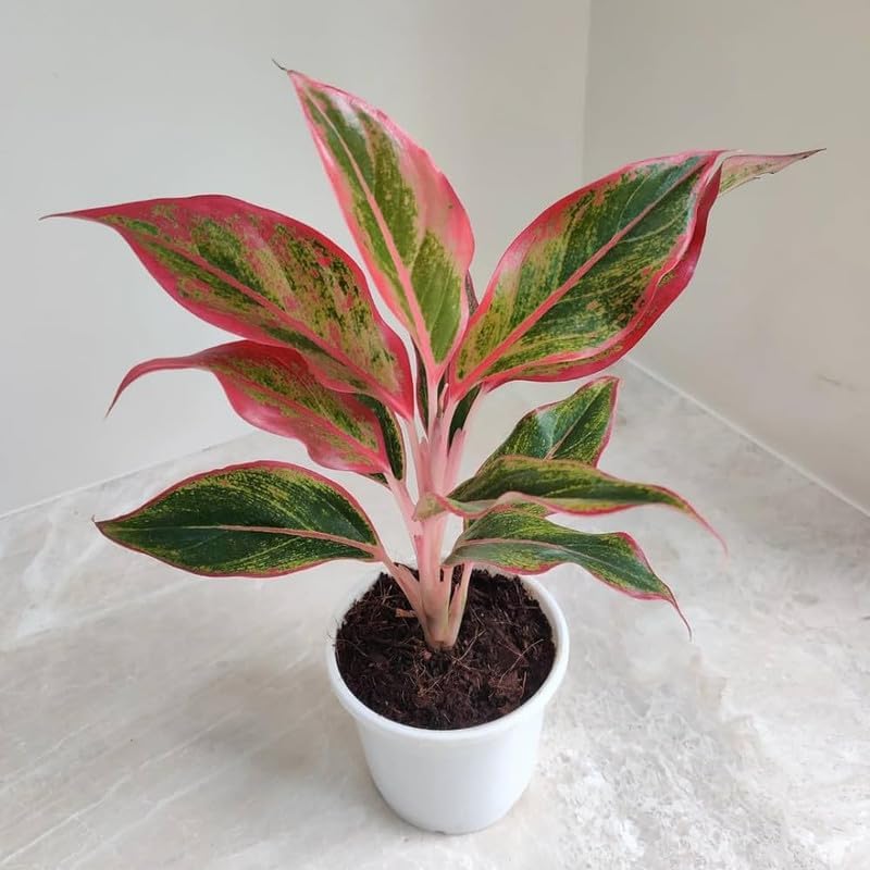 Aglaonema Auspicious Red Live Indoor Plant | Decorative Air Purifying Foliage