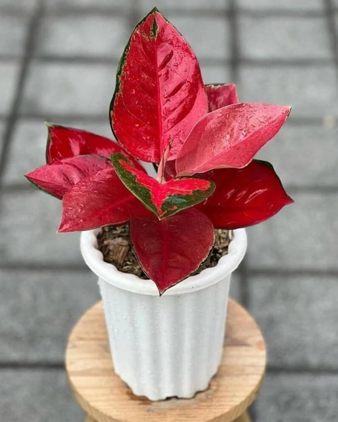 Aglaonema Eastern Red Live Indoor Plant | Decorative Air Purifying Foliage Plant