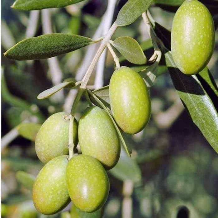 PlantExotic Sweet Olive (Jalpai) Air Layered Live Plant