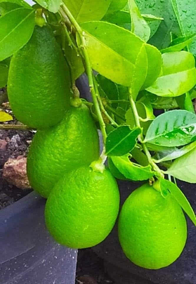 Gandharaj Lemon Air Layered Plant