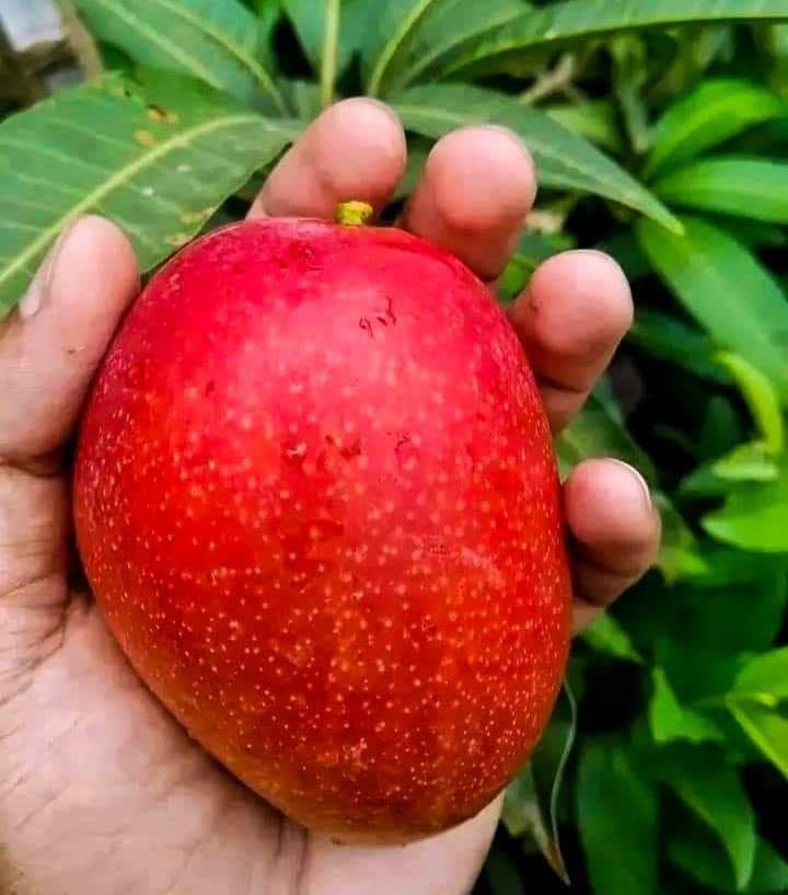 Japanese Miyazaki Mango Grafted