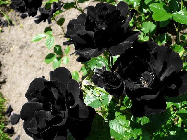 Climbing Rose Black Purple Live Plant
