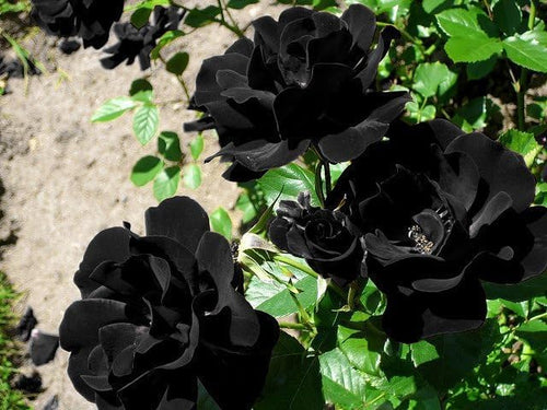 Climbing Rose Black Purple Live Plant