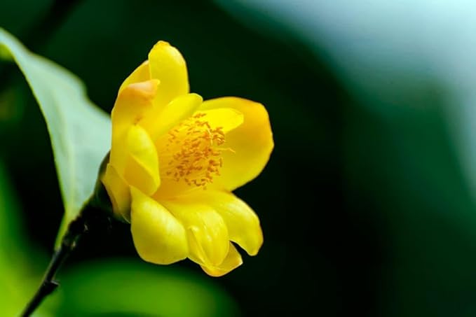 Plant Exotic Very Beautiful Yellow camellia flower live plant,Gardens Outdoors flower plant,Very Beautiful Camellia Japonica Kamiliya Flower (Queen of Winter) Live Pant Original Variety.