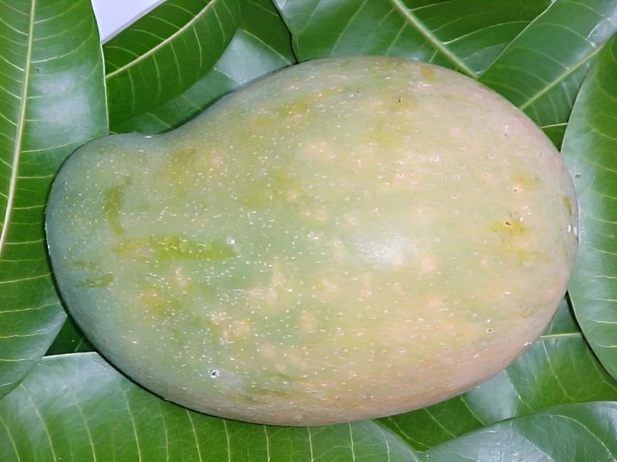 East Indian Mango Grafted Plant