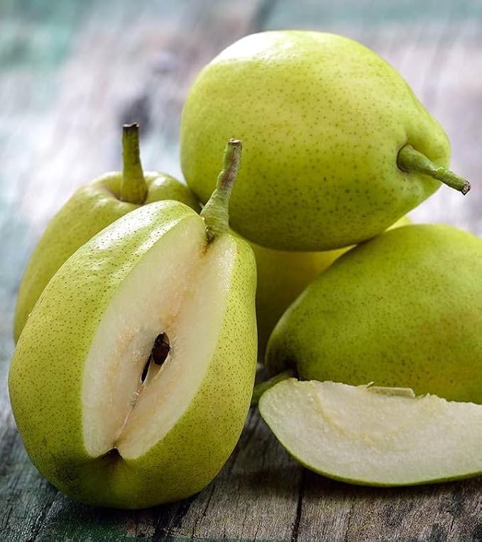 Babugosha Nashpati (Pear) Grafted Live  Plant