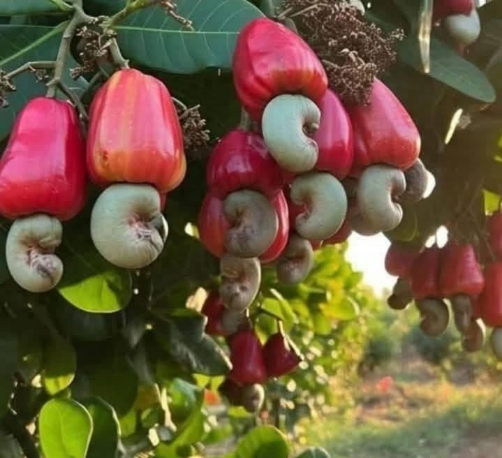 Cashew (Kaju) Grafted Plant
