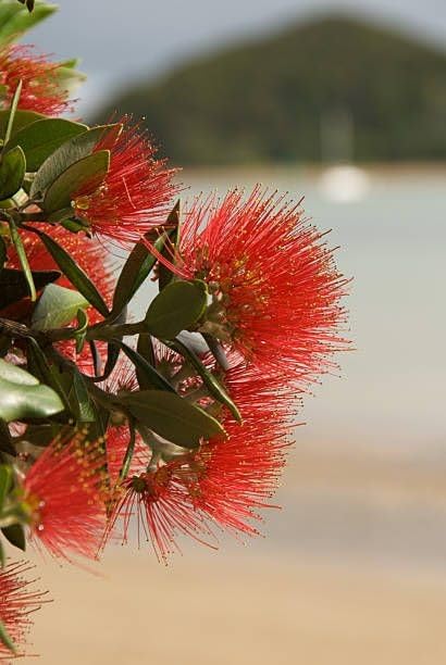 Red First Love Fragrant Flower Plant