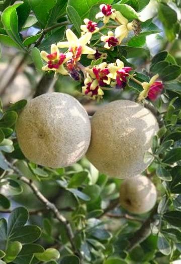 PlantExotic Wood Apple Live plant (GRAFTED)