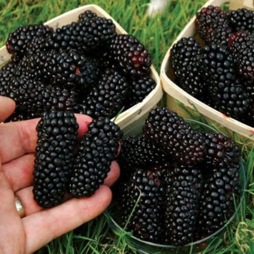 PLANT EXOTIC |Black & Red Colour Special Variety Mulberry/Shahtoot Plant Bearing Fresh&Healthy |Must-Have Sweet Layering/Grafted For Gardeners| Shatut Fruit Plant Live