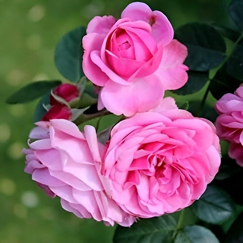 Camellia Pink Perfection Hybrid