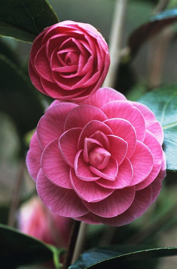 Camellia Pink Perfection Hybrid