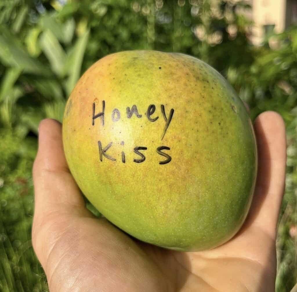 Honey Kiss Mango (Thailand) Grafted