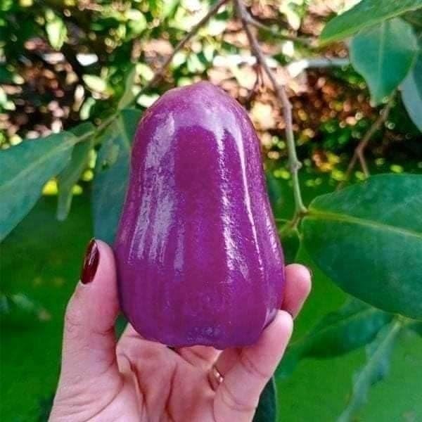 Purple Java Apple (Grafted)