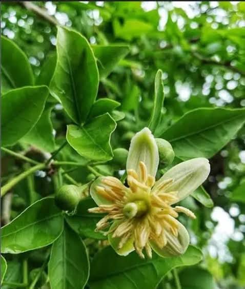 Bel Tree (Aegle Marmelos) Live Plant | Bilva Patra