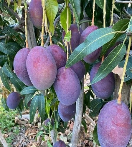 Purple Miyazaki Mango Grafted