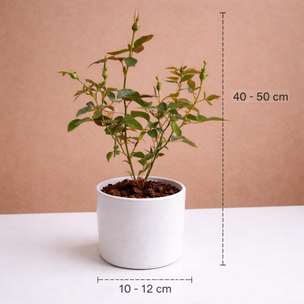 Rare Black Rose Grafted  Live Plant