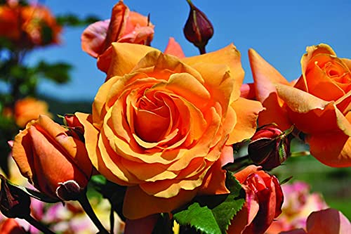 Climbing Rose Pink Shade